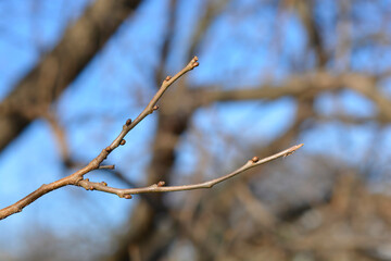 White mulberry branch with buds