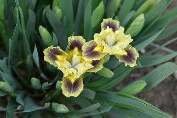 Standard Dwarf Bearded Iris Calamus flowers