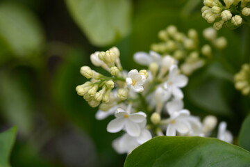 White lilac flowers