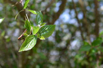 Korean spice viburnum leaves