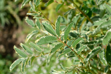 Great burnet Shiro-fukurin variegated leaves
