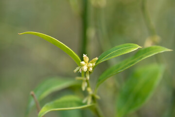 Fragrant Sweet Box branch with flowers