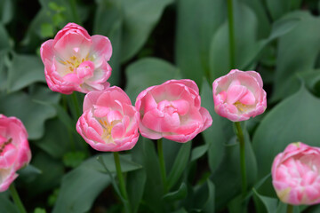 Double Late Tulip Upstar flowers