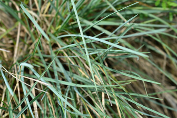 Balkan moor grass leaves