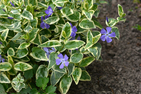 Variegated Greater periwinkle leaves and flowers