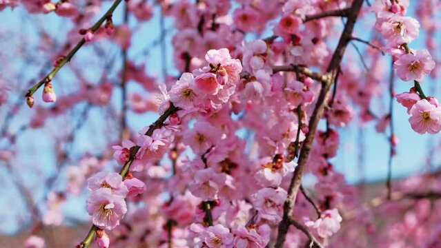 Bloom pink plum blossoms tree, spring in Japan