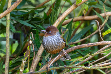 Taiwan Barwing, an endemic bird perched in a tree eating red fruits