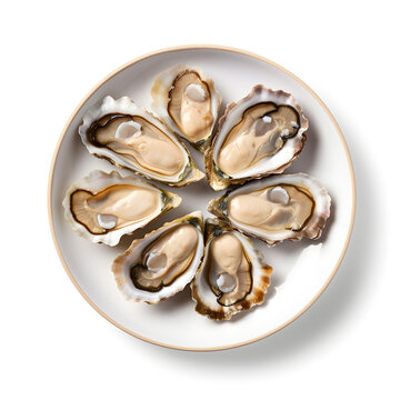 A plate of fresh oyster top view isolated on white background