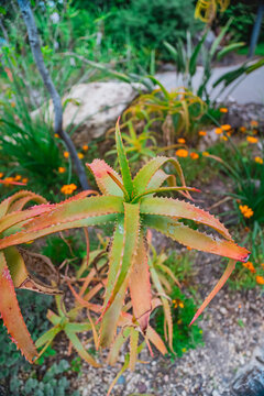 Aloe Vera Cameronii Plant