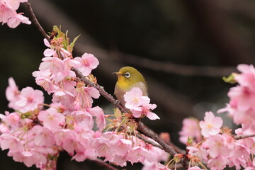 pink cherry blossom＆white-eye wild bird