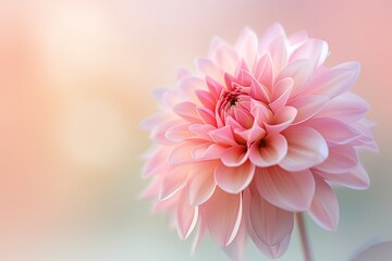Close-up of a pink dahlia, its delicate petals shimmering under a gentle morning light, against a smoothly blurred pastel backdrop.