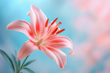 Close-up of a vibrant pink lily, with delicate petals, set against a subtly blurred pastel blue backdrop, highlighting the flower's natural beauty.