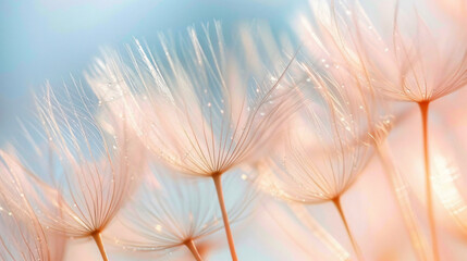 Dandelion flower background extreme.