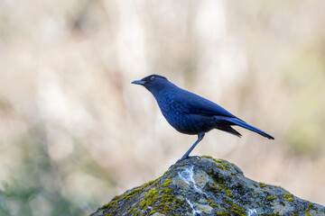 Taiwan Whistling-Thrush, an endemic bird from Taiwan sitting on a rock