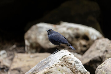 Taiwan Whistling-Thrush, an endemic bird from Taiwan sitting on a rock