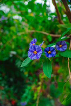 Blue Paraguay Nightshade Flower