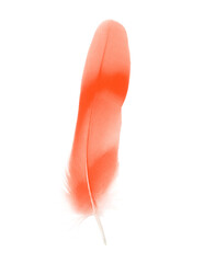Beautiful  lush lava orange colors tone feather isolated on white background - 746408695