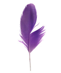 Beautiful purple colors tone feather parrot isolated on white background