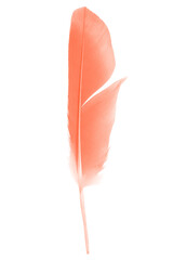 Beautiful  lush lava orange colors tone feather isolated on white background - 746408827