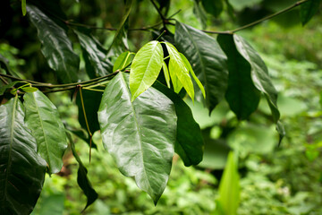 Gnetum Gnemon plant,  Gnetum Gnemon leaves in the garden,Gnetum Gnemon leaves are rich in antioxidants and various nutrients
