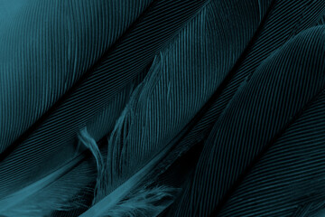 Beautiful dark green blue feather texture pattern background - 746408874