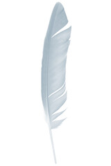 Beautiful white,baby blue colors tone feather isolated on white background - 746408898