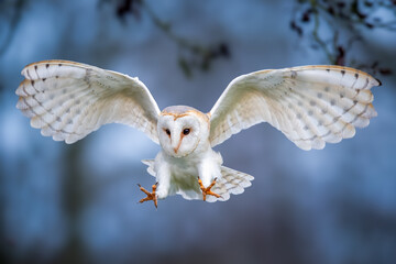 Majestic barn owl in flight