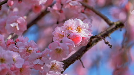 Bloom pink plum blossoms tree, spring in Japan