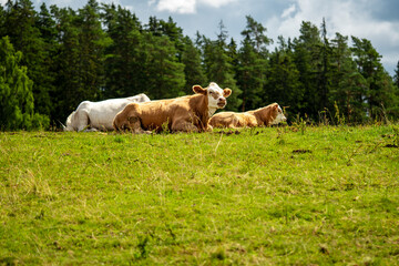 Three cows are lying on a green meadow on a sunny day. Two cows are brown, one is white. Green forest and blue sky in the background