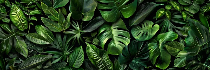 Fotobehang abstract green leaf texture, tropical leaf foliage nature dark green background © Sasint