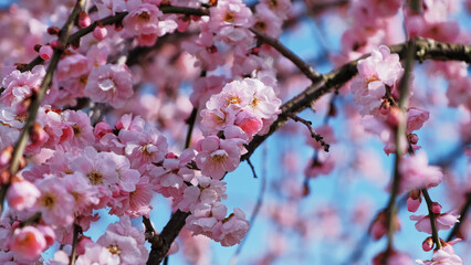 Bloom pink plum blossoms tree, spring in Japan