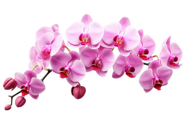 Pink Flowers. A cluster of pink flowers displayed creating a striking contrast. The vibrant petals showcasing the beauty of the blossoms. on a White or Clear Surface PNG Transparent Background.