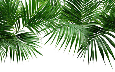 Green Palm Tree. This close up photo shows the intricate details of a vibrant green palm tree, with its long, slender fronds. on a White or Clear Surface PNG Transparent Background.