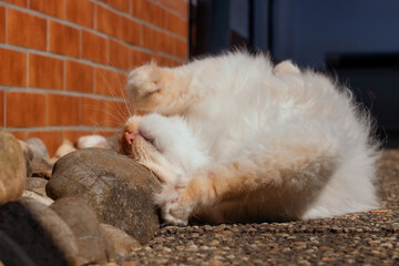 Fluffy white cat rolling on rocks 