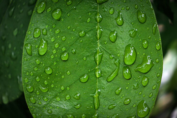 Plants wet by rainwater, raindrops on leaves, rainwater balls on leaves