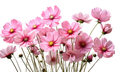 Pink Flowers in a Vase. A group of pink flowers arranged neatly in a clear glass vase. The flowers are blooming and healthy. on a White or Clear Surface PNG Transparent Background.