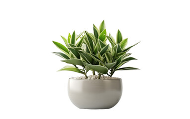Potted Plant With Green Leaves. A potted plant with vibrant green leaves sits on a windowsill, soaking up sunlight through the window. on a White or Clear Surface PNG Transparent Background.