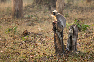 Black-footed Langur - Semnopithecus hypoleucos, beautiful popular primate from South Asian forests and woodlands, Nagarahole Tiger Reserve, India. - 746412005