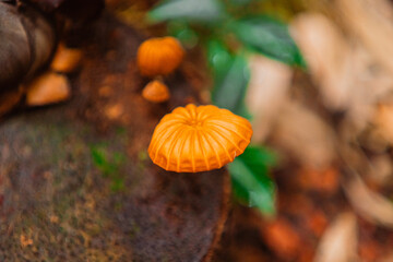 Orange Pinwheel Mushroom