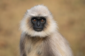 Black-footed Langur - Semnopithecus hypoleucos, beautiful popular primate from South Asian forests and woodlands, Nagarahole Tiger Reserve, India. - 746412039