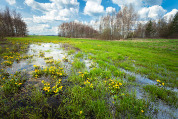 Beautiful wet meadow with marigolds yellow flowers and trees on the horizon, spring view