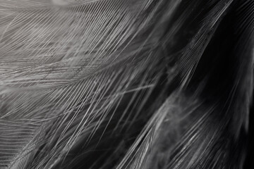 Beautiful dark black feather pattern  texture background