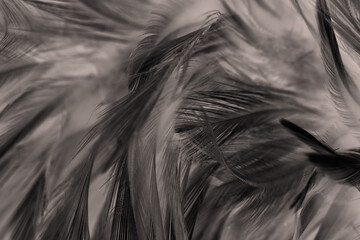 Beautiful dark black feather pattern  texture background - 746412894