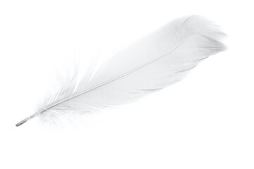 Beautiful sketching white feather on white background