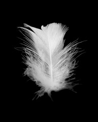 white feather on black background - 746413209