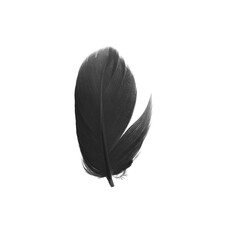black feather on white background - 746413232