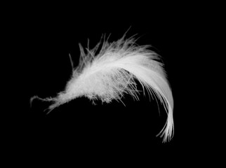 white feather on black background - 746413247
