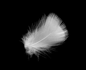 white feather on black background - 746413285