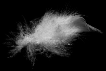 white feather on black background