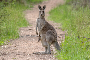Naklejka na ściany i meble A female Eastern Grey Kangaroo (Macropus giganteus) standing on a bush track in New South Wales, Australia, with a joey in her pouch and looking at the camera.